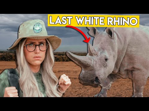 The Last White Rhinos on Earth - What Will It Take to Save Them?
