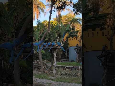 Show das Araras parte 2 | Pousada do Sol em Alto Paraíso-GO