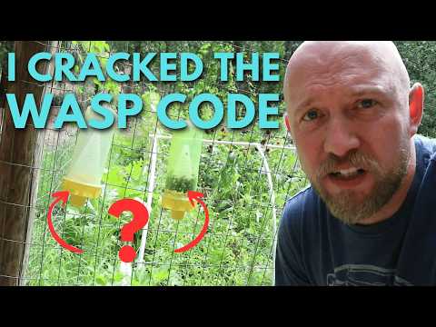 I tested the best FREE wasp baits!