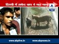 Witness Narrates The Whole Incident Of Delhi Zoo Says Youth Slipped And Fell Into Its Enclosure
