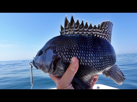 Seabass and Fluke Jigging, Bonus Cocktail Bluefish Catch and Cook - Boat Fishing