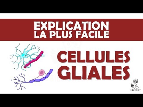 the easiest explanation - Glial Cells