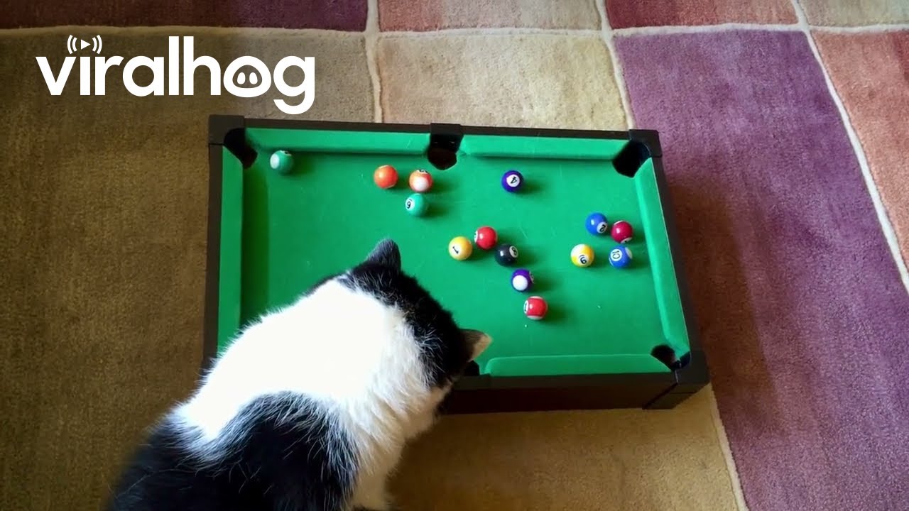 Cat Plays Miniature Pool || ViralHog