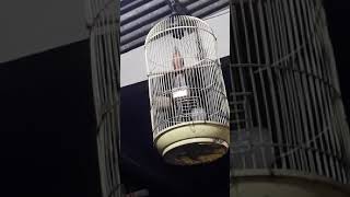 Download lagu Kedasih dada merah gacor milik mas tiok jogja mp3