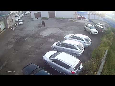 Bear charges at man and attacks car in Petropavlovsk-Kamchatsky, Russia