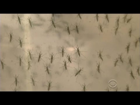 Florida neighborhood now ground zero for Zika in U.S.