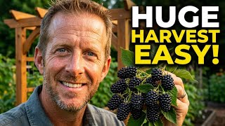 The Blackberry Grower's Blueprint: Trellis, Fertilizer & Harvesting Tips