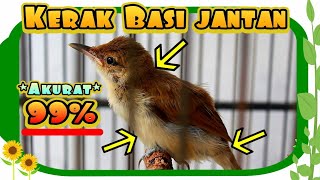 Download lagu Cara Membedakan Kerak Basi Ramai Jantan Pada Usia Anakan mp3