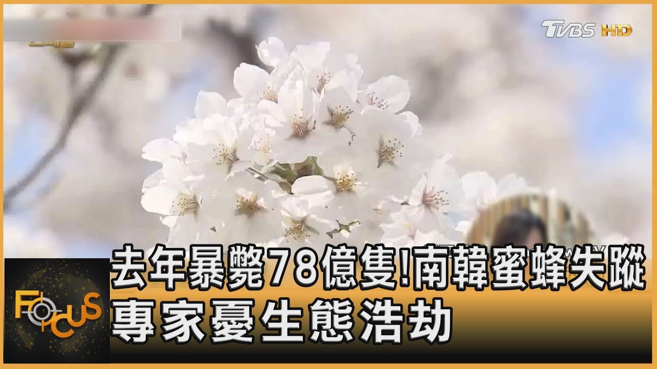 去年暴斃78億隻！南韓蜜蜂失蹤　專家憂生態浩劫
