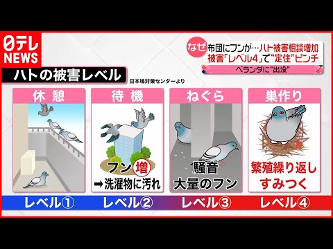 ハトを永久に遠ざけるにはどうすればいいですか？本当に役立つヒントとコツ  庭園