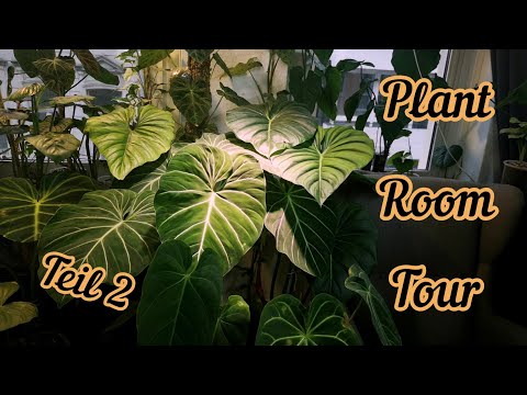 Plant Room Tour Teil 2 | Seltene tropische Zimmerpflanzen Raritäten