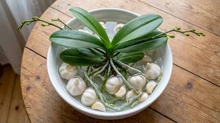 Just need Garlic and immediately the orchid will sprout on the branch and bloom forever