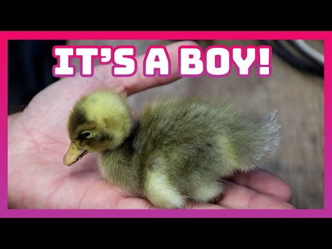 How to vent sex Ducks and Geese when they're young!