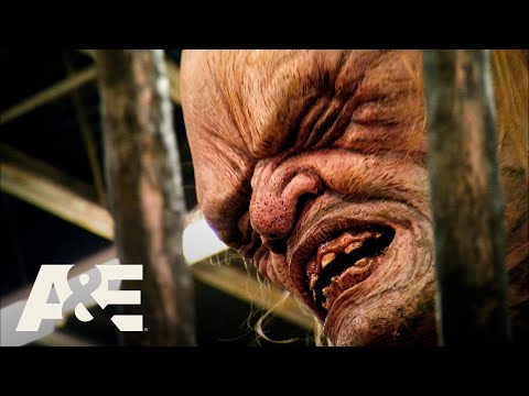 Shipping Wars: Moving MONSTERS! - Top 3 Moments | A&E