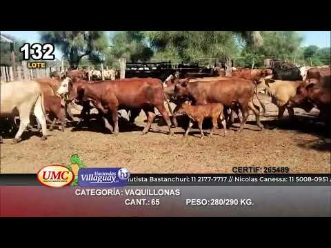 Lote 65 Vaquillonas en Subteniente Perín, Formosa