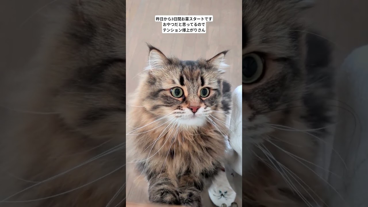 ルンルンお薬タイム #サイベリアン #cat #ヤマネコ