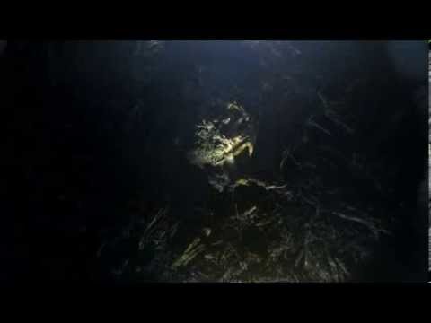 Nicrophorus vespilloides (burying beetle) with brood