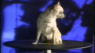 Shadowy Men on a Shadowy Planet - They Don't Call Them Chihuahua's Anymore