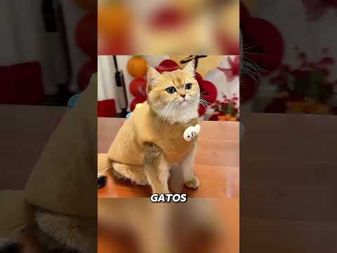 The Cat Who Loved Durian Shoes