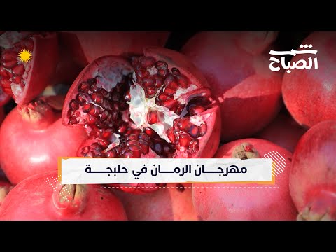 فيديو | شمس الصباح | حلبجة عاصمة الرمّان في كوردستان