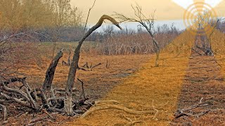 Alvin Lee - Real Life Blues