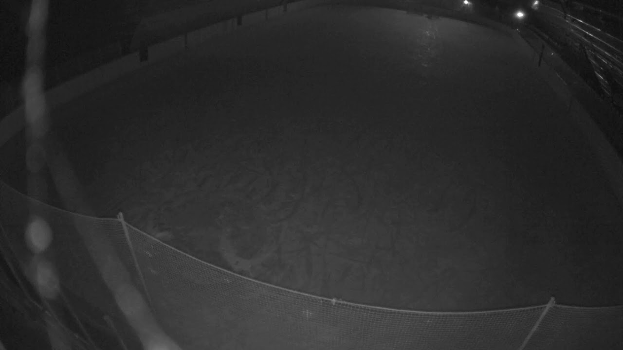 Vista en directo de la webcam Pista de Hielo de Sátoraljaújhely