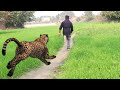 Tiger Attack In Real Life Green Screen Effect Animation Video