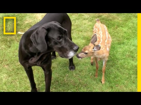 グレートデーン