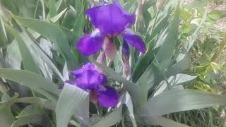 Iris sau stanjenei - ingrijire, inmultire