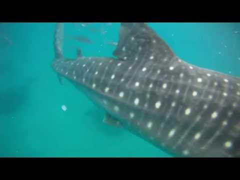 Tauchen & Schnorcheln - Wahlhai in Oslop Cebu Philipinen