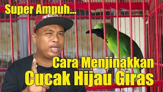 Download lagu TERBUKTI SANGAT AMPUH!!! CARA MENJINAKKAN CUCAK IJO GIRAS ATAU BAHAN PALING MUDAH mp3