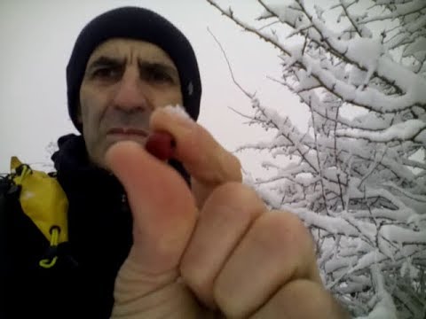 Prezivljavanje u Divljini i Lekovite Biljke, Glog   Survival in Wilderness Hawthorn