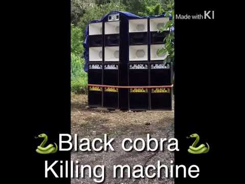 Black cobra killing machine