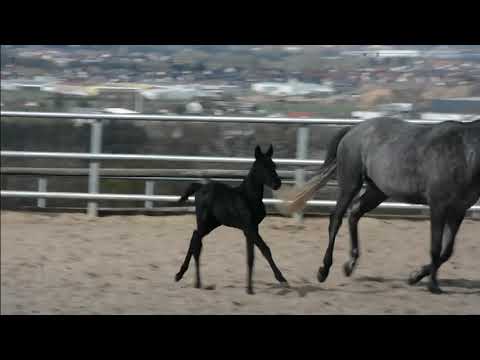 Hengstfohlen von Kwahu aus der Kasside HS von Octavian