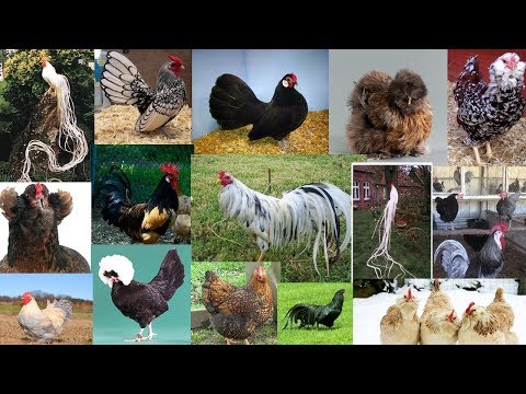 , title : 'TOP 20 - RAÇAS MAIS BONITAS DE GALINHA/MOST BEAUTIFUL CHICKEN BREEDS'