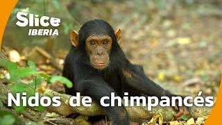 Thumbnail del capítulo