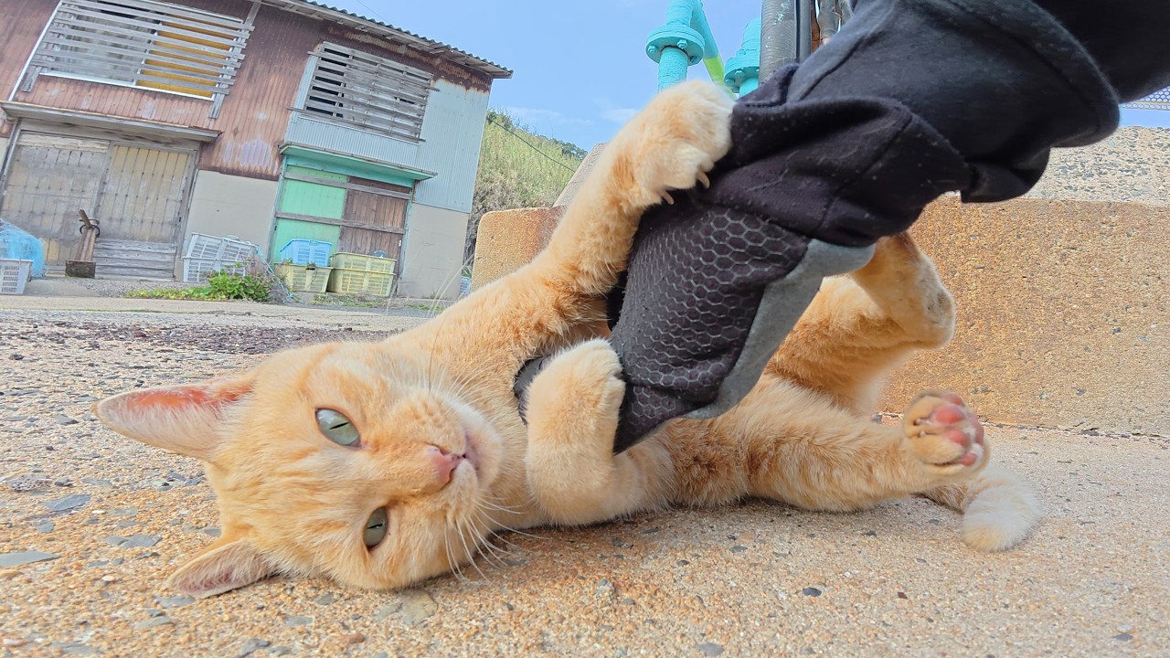 手袋でじゃれると見せかけてマイクを奪おうとする茶トラ猫ちゃん