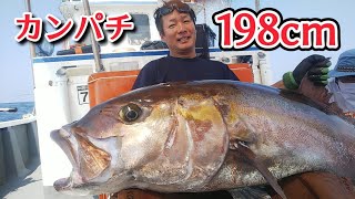 2021/07/14 巨大カンパチ 198cm 揚がる 室戸岬泳がせ釣り 愛海丸