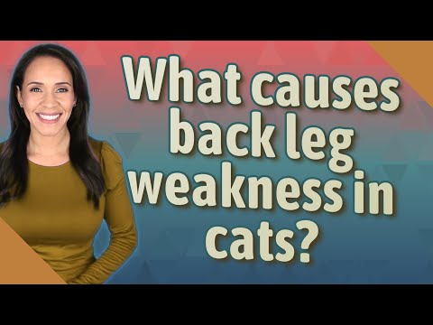 What causes back leg weakness in cats?
