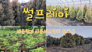 인기수종 썰프레아 후회없을 나무라고 확신합니다 