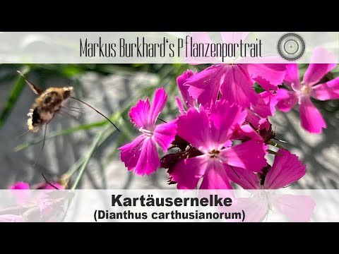 OMG hier tanken Schmetterlinge, Pflanze gegen Zahnweh, essbare wunderschöne Blüten, Kartäusernelke
