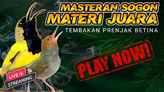 Download lagu 🔴 LIVE Tembakan PRENJAK BETINA Untuk Masteran SOGON #masteransogon mp3 Download lagu 🔴 LIVE Tembakan PRENJAK BETINA Untuk Masteran SOGON #masteransogon mp3