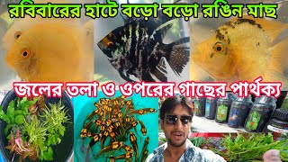 Aquarium Fish Price Update | Aquarium Fish Serampore Haat | Shrirampur Fish Market | Fish Market 