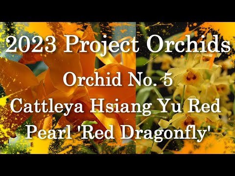 2023 Project Orchids - The Only Cattleya