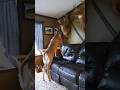 Catch N Deers  Hunting Deer Whitetail