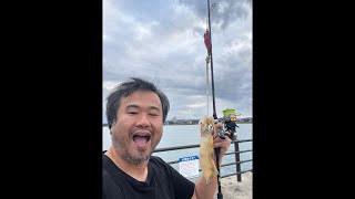 イカ釣りくん