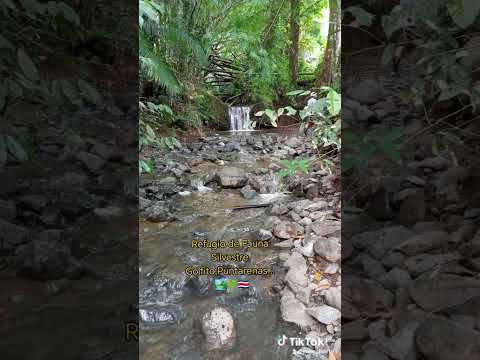 Refugio de Fauna Silvestre Golfito,Puntarenas zona sur...🏞️💚🇨🇷