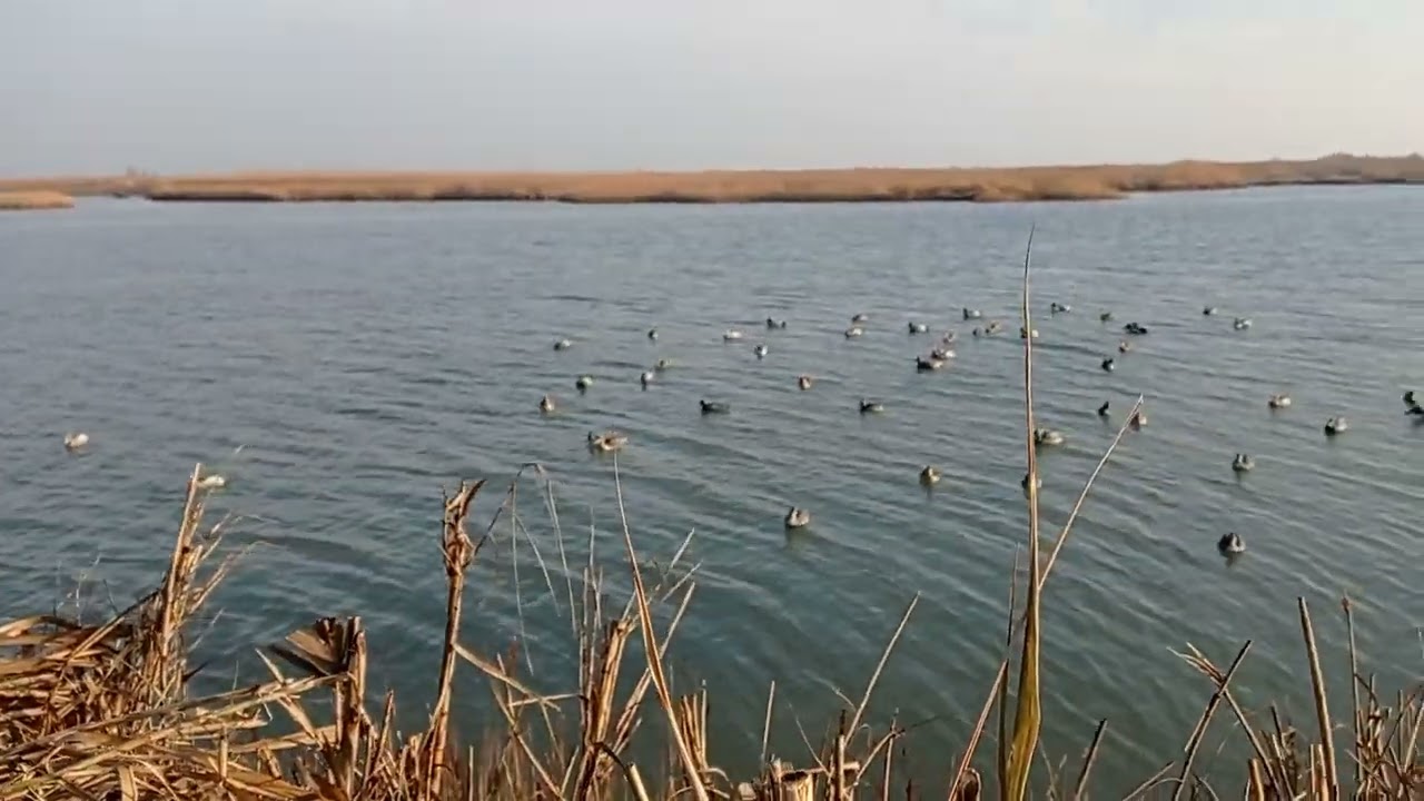 caccia in laguna che spettacolo
