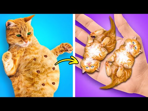 LOS Mejores Dispositivos Para Mascotas Y Manualidades Para TUS Amigos Peludos