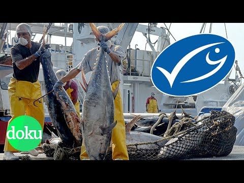 MSC-Fischsiegel - So werden Verbraucher getäuscht | WDR Doku